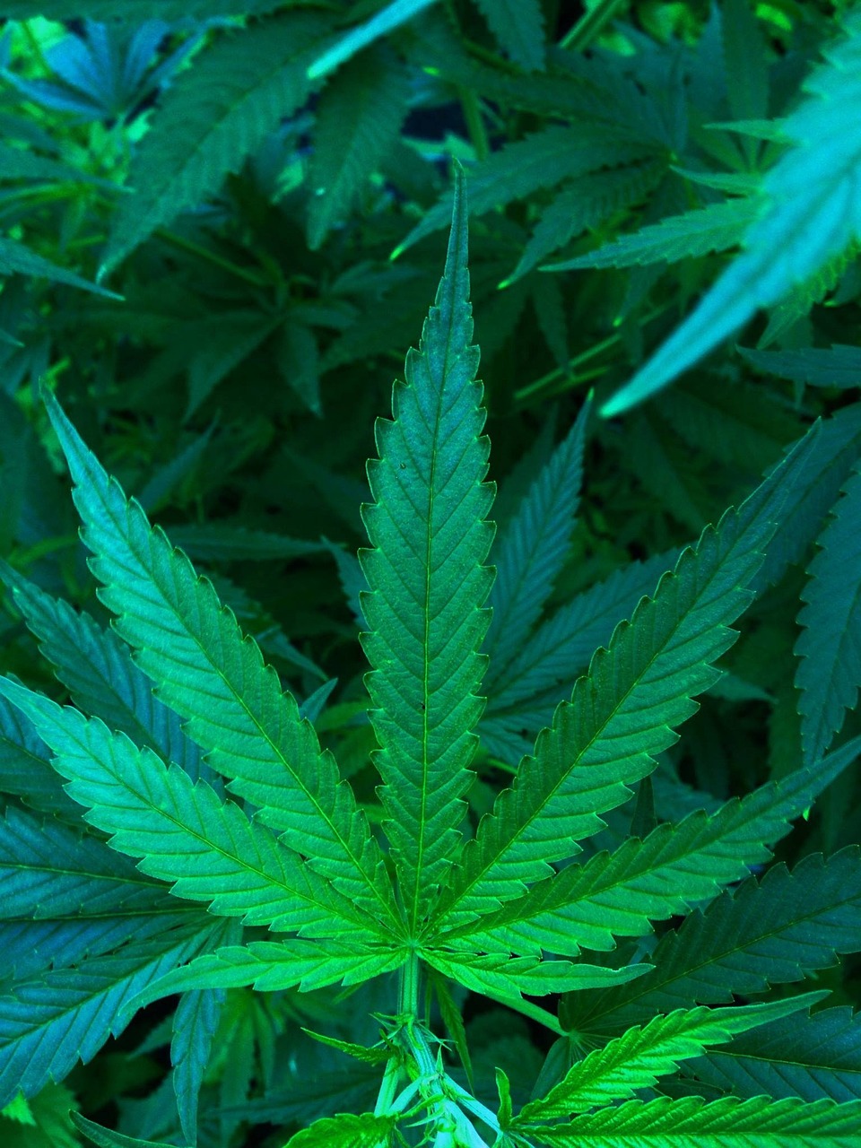hemp, factory, nature