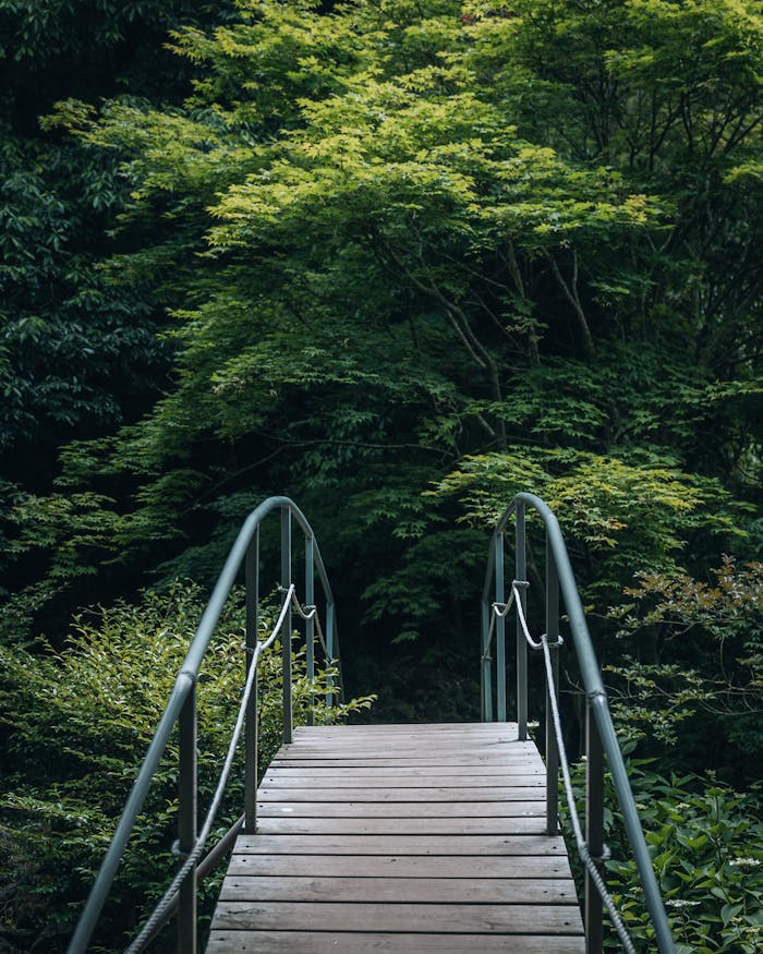 about-05 Explore the serene beauty of a wooden bridge in a lush South Korean forest.